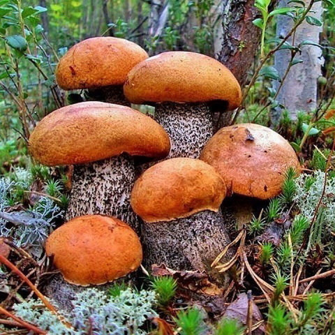 Грибы 04