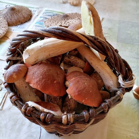 Грибы 06