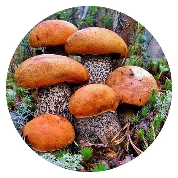 Грибы Грибы